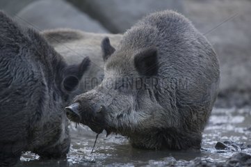 Wild Boars in their sludge Spain
