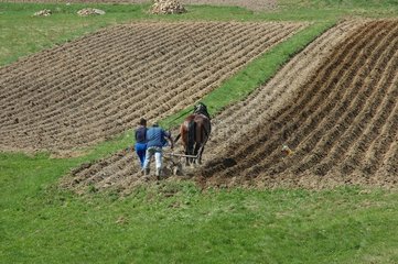 Ploughing traditionel on the slopes of mountain in Silesia