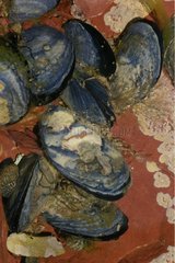 Blue Mussel on red stoneware Côtes-d'Armor