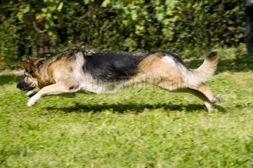 Deutscher Schäferhund  der Frankreich läuft