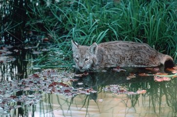 Lynx boréal jeune à l'affût dans l'eau