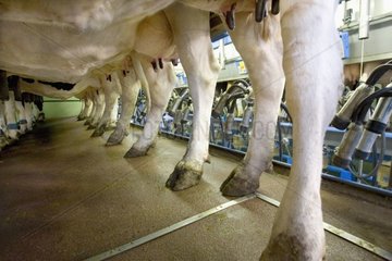 Kühe Prim 'Holstein im Raum von Frankreich