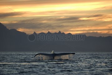 Blue whale diving at sunset Gulf of California USA
