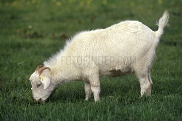 Cashmere goat grazing Shetland islands