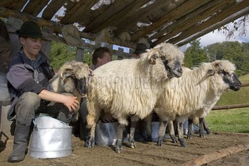 Milking of the ewes on the mountain pastures Transylvania Romania