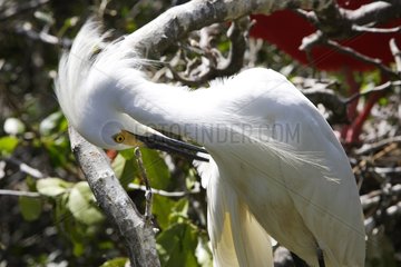 Snowy egret rieb sich mit einem Ast Venezuela den Kopf