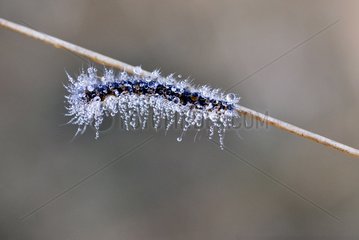 Caterpillar of Fox Moth covered with dew France