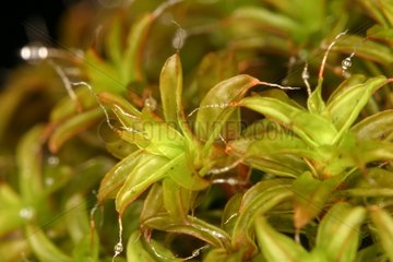 Gametophyts of Great hairy screw moss Evere Belgium