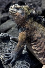 Male Marine Iguana warming itself at sun Galapagos