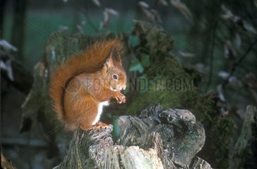 Europäische rote Eichhörnchen  die auf einem Stumpf Frankreich isst