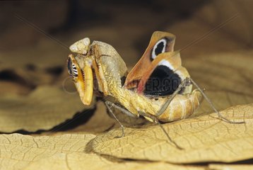Defense pose of a Giant dead leaf mantis Malaysia