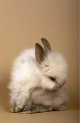 Young dwarf Rabbit Siamese color