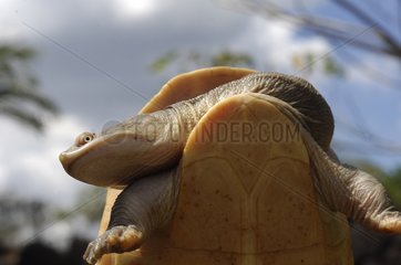 Northern snake-necked turtle