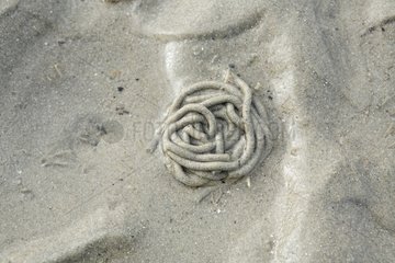 Lugworm -Exkremente im Sand Plougrescant Frankreich