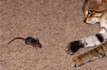 Dachkatze spielt mit einer Maus