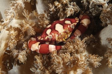 Portunid crab in Soft Coral Indonesia