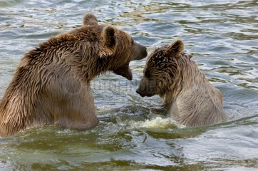 Syrian brown bears fighting in water