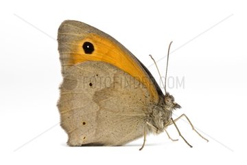Meadow Brown on white background
