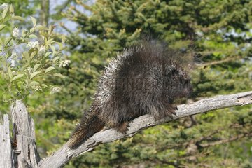 American Porcupine auf einer Niederlassung Minnesota USA