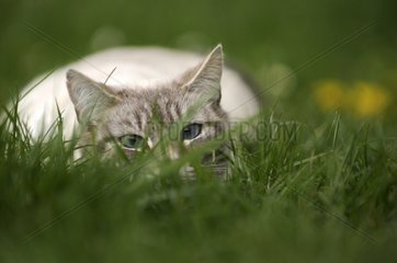 Blue Tabby Point Männliche siamesische Katze in einem Garten stalkend