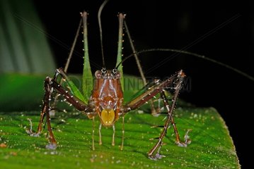 Grasshopper on a leaf in undergrowth French Guiana