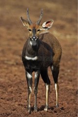 Bushbuck male Aberdares NP Kenya