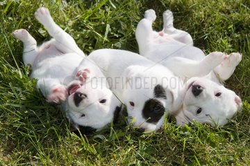 Litter of Puppy dogs Jack Russel Terrier in the grass France