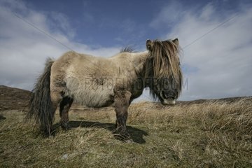 Eriskay pony Hebrides Scotland