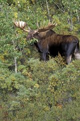 Grand mâle d'Orignal dans les fourrés de Saules Alaska