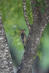Golden fronted Woodpecker on a trunk Texas USA