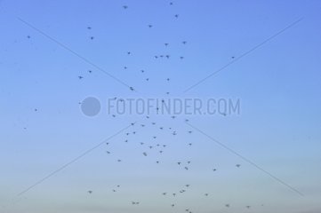 Swarm of mosquitoes in the sky Somerset Island Nunavut Canada