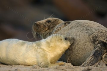 Gray seal whitecoat suckling its mother North Sea Germany