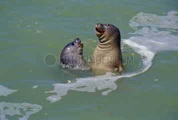 Mediterranean Monk Seals playing in water Spain