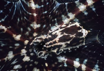 Portrait of Wonderpus Octopus Celebes Sea Sulawesi