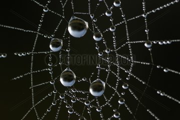Cobweb beaded of morning dewdrops