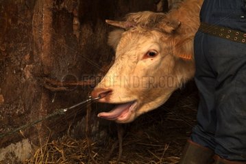 Portrait of a cow attached by its nasal ring