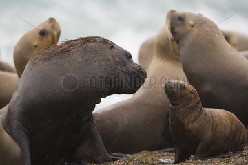 Südliche Seelöwen Männlich und Welpe  die sich gegenseitig ansehen
