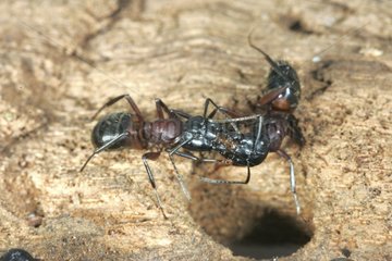 Southern Wood Ant performing a trophalaxie France