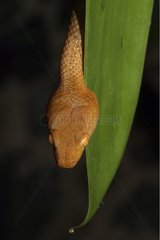 Tête d'un Serpent des cocotiers femelle