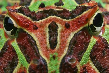 Close-up of the head of the Ornate Horned Frog