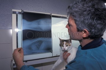 Examining veterinary surgeon of the radios with a cat in the arms