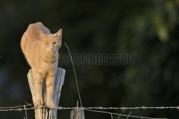 Männliche Katze auf einem Zaun Frankreich