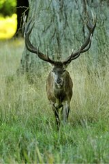 A 16-deer horns Park Dyrehaven Denmark