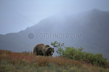 Grizzli au sommet d'un crête en automne PN Denali Alaska USA