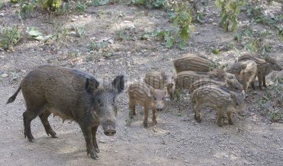 Weiblicher Wildschwein und Jugendliche in Holz Frankreich