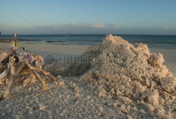 Horned Ghost crab with burrow and mound - New Caledonia