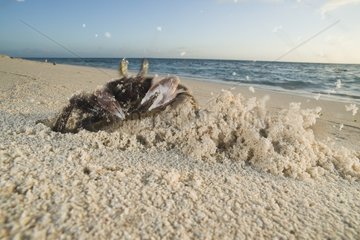 Horned Ghost crab with burrow and mound - New Caledonia