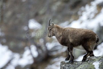 Young Alpine Ibex on rock in winter - Italy Alps