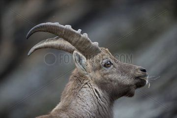 Portrait of young male Alpine Ibex in winter - Italy Alps