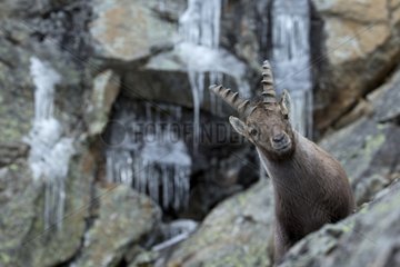 Young male Alpine Ibex in winter and ice - Italy Alps